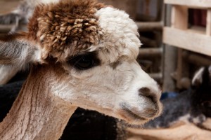 Alpaca