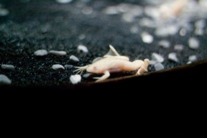 AlbinoAfricanDwarfFrog