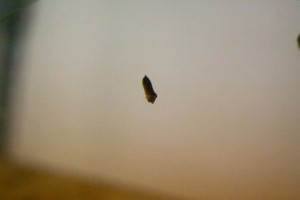 Cuttlefish
