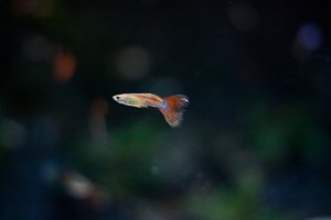 Fish2