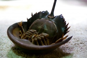 HorseshoeCrab