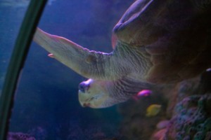 JerseyLoggerhead