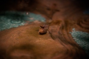 Mudskipper