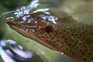 Ray