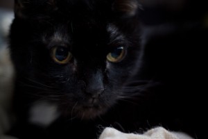 BrightEyes