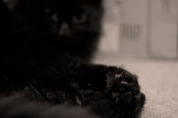Cinder Paws