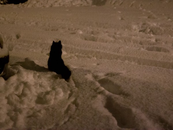 Cinder in the snow